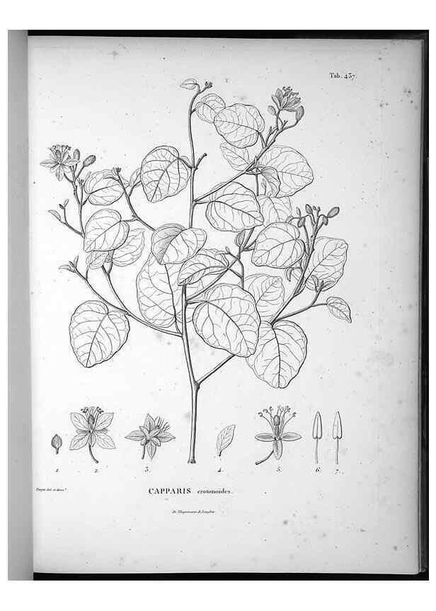 Reproducción/Reproduction 49556578836: Nova genera et species plantarum :. Antverpiae :Ex officina Christophori Plantini ...,1576.. 