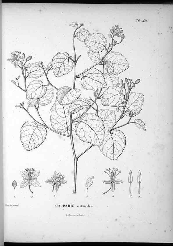 Reproducción/Reproduction 49556578836: Nova genera et species plantarum :. Antverpiae :Ex officina Christophori Plantini ...,1576.. 