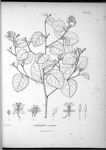 Reproducción/Reproduction 49556578836: Nova genera et species plantarum :. Antverpiae :Ex officina Christophori Plantini ...,1576.. 