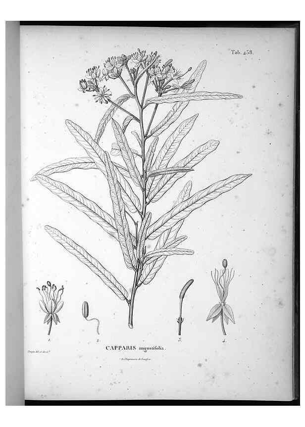 Reproducción/Reproduction 49556579071: Nova genera et species plantarum :. Antverpiae :Ex officina Christophori Plantini ...,1576.. 