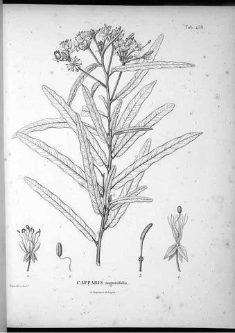 Reproducción/Reproduction 49556579071: Nova genera et species plantarum :. Antverpiae :Ex officina Christophori Plantini ...,1576.. 