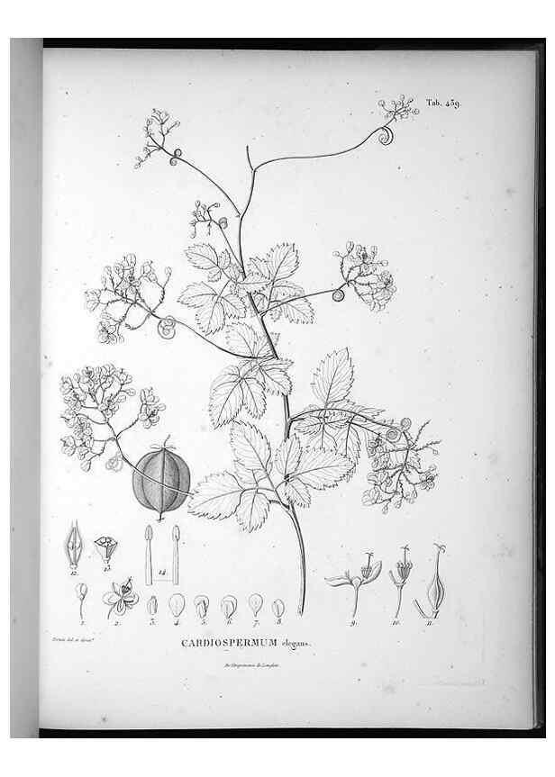 Reproducción/Reproduction 49556579321: Nova genera et species plantarum :. Antverpiae :Ex officina Christophori Plantini ...,1576.. 