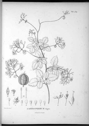Reproducción/Reproduction 49556579321: Nova genera et species plantarum :. Antverpiae :Ex officina Christophori Plantini ...,1576.. 