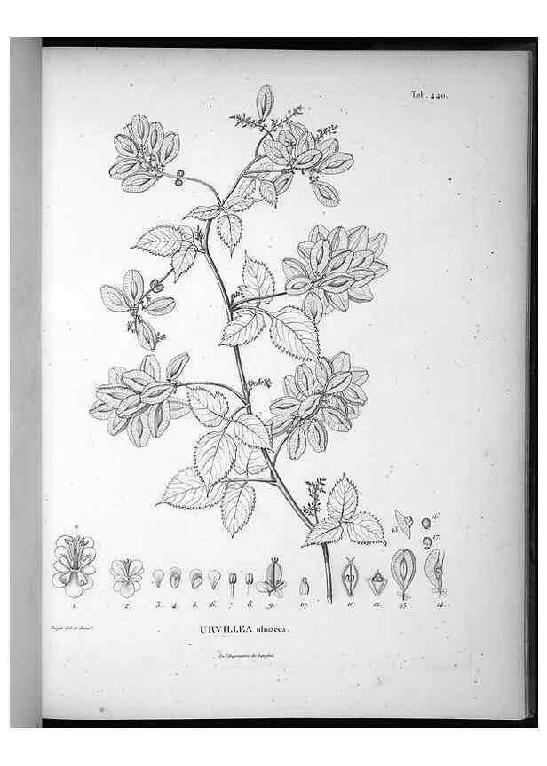 Reproducción/Reproduction 49556083013: Nova genera et species plantarum :. Antverpiae :Ex officina Christophori Plantini ...,1576.. 