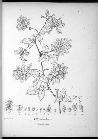 Reproducción/Reproduction 49556083013: Nova genera et species plantarum :. Antverpiae :Ex officina Christophori Plantini ...,1576.. 