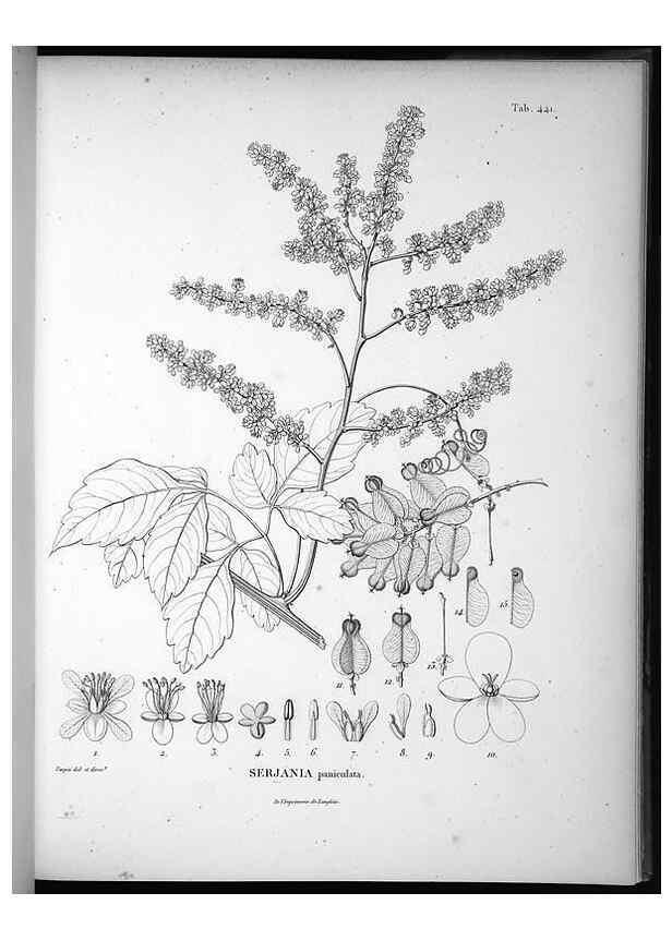 Reproducción/Reproduction 49556579766: Nova genera et species plantarum :. Antverpiae :Ex officina Christophori Plantini ...,1576.. 