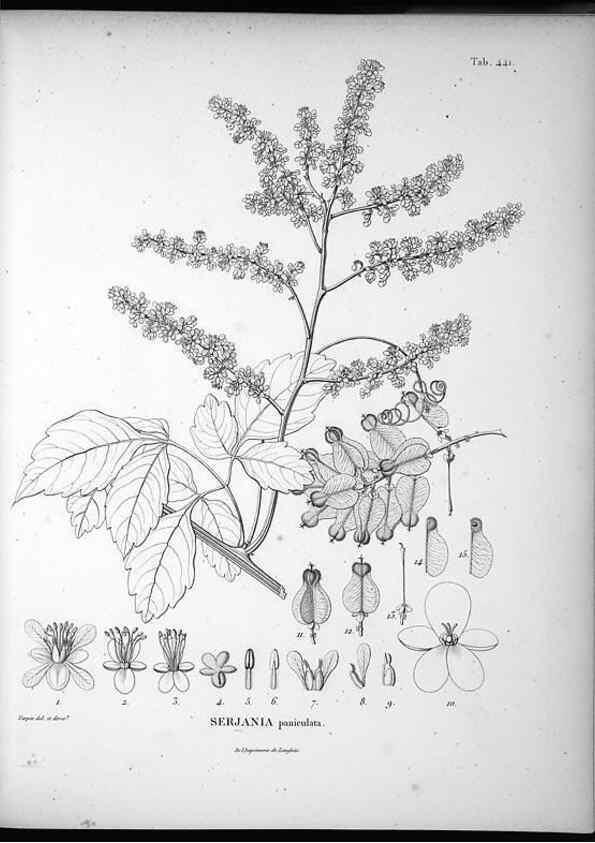 Reproducción/Reproduction 49556579766: Nova genera et species plantarum :. Antverpiae :Ex officina Christophori Plantini ...,1576.. 