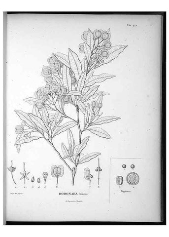 Reproducción/Reproduction 49556817097: Nova genera et species plantarum :. Antverpiae :Ex officina Christophori Plantini ...,1576.. 