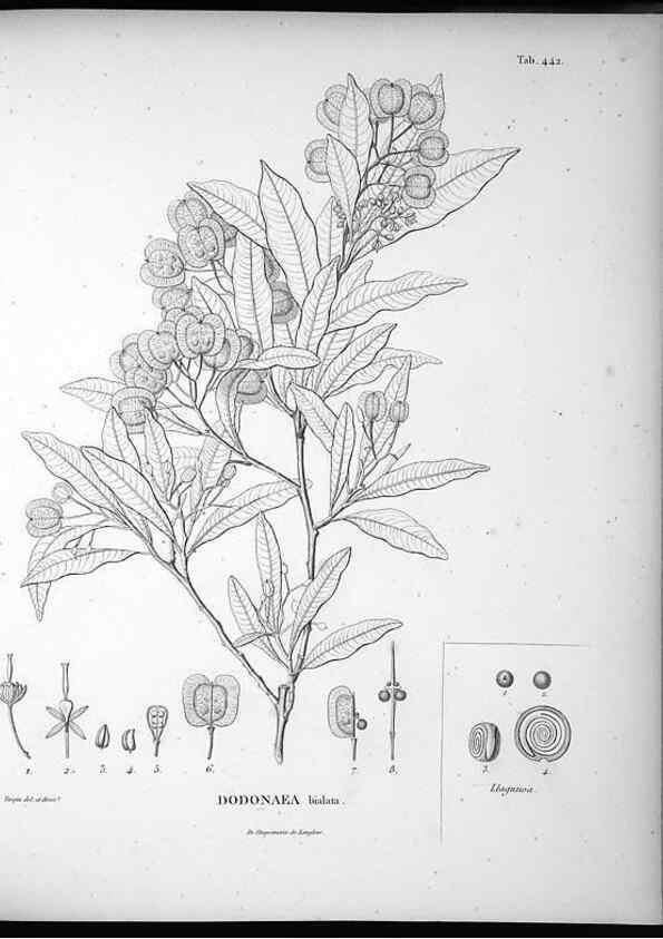 Reproducción/Reproduction 49556817097: Nova genera et species plantarum :. Antverpiae :Ex officina Christophori Plantini ...,1576.. 