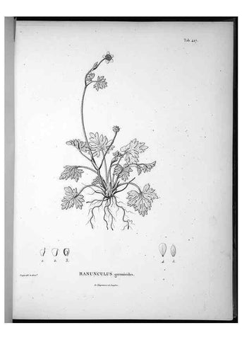 Reproducción/Reproduction 49556813962: Nova genera et species plantarum :. Antverpiae :Ex officina Christophori Plantini ...,1576.. 