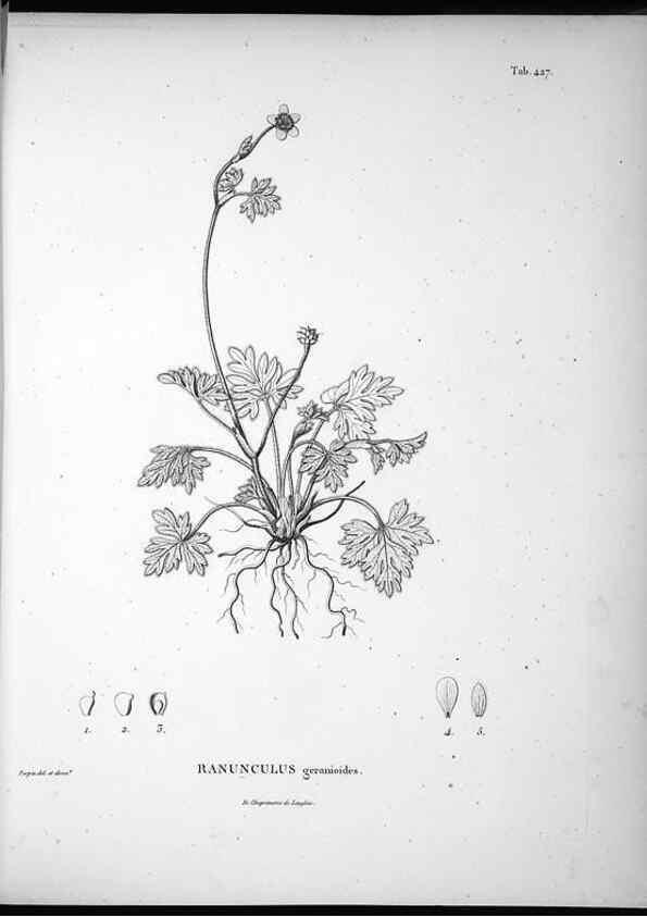 Reproducción/Reproduction 49556813962: Nova genera et species plantarum :. Antverpiae :Ex officina Christophori Plantini ...,1576.. 