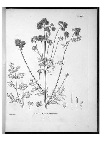 Reproducción/Reproduction 49556576506: Nova genera et species plantarum :. Antverpiae :Ex officina Christophori Plantini ...,1576.. 