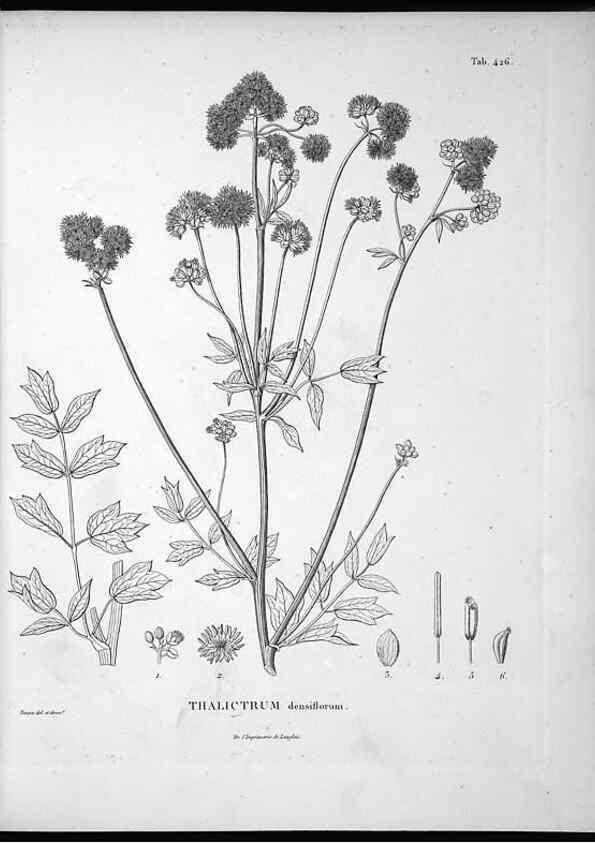Reproducción/Reproduction 49556576506: Nova genera et species plantarum :. Antverpiae :Ex officina Christophori Plantini ...,1576.. 