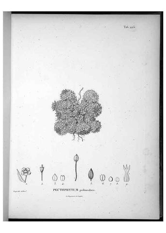Reproducción/Reproduction 49556079758: Nova genera et species plantarum :. Antverpiae :Ex officina Christophori Plantini ...,1576.. 