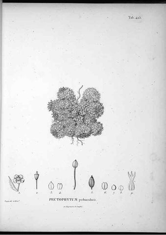 Reproducción/Reproduction 49556079758: Nova genera et species plantarum :. Antverpiae :Ex officina Christophori Plantini ...,1576.. 