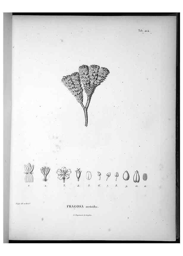 Reproducción/Reproduction 49556575966: Nova genera et species plantarum :. Antverpiae :Ex officina Christophori Plantini ...,1576.. 