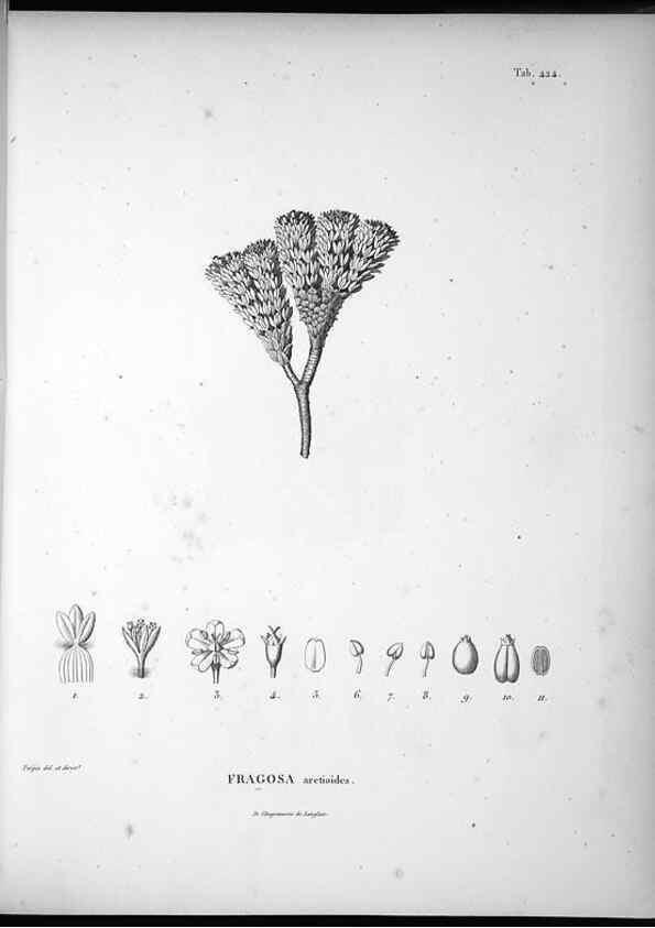 Reproducción/Reproduction 49556575966: Nova genera et species plantarum :. Antverpiae :Ex officina Christophori Plantini ...,1576.. 