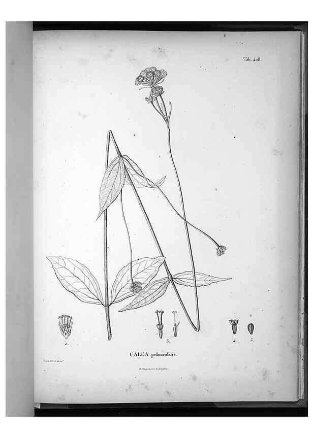 Reproducción/Reproduction 49556022448: Nova genera et species plantarum :. Antverpiae :Ex officina Christophori Plantini ...,1576.. 