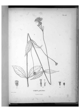 Reproducción/Reproduction 49556022448: Nova genera et species plantarum :. Antverpiae :Ex officina Christophori Plantini ...,1576.. 
