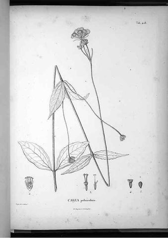 Reproducción/Reproduction 49556022448: Nova genera et species plantarum :. Antverpiae :Ex officina Christophori Plantini ...,1576.. 