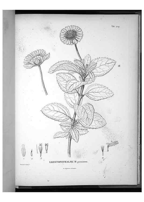 Reproducción/Reproduction 49556518161: Nova genera et species plantarum :. Antverpiae :Ex officina Christophori Plantini ...,1576.. 