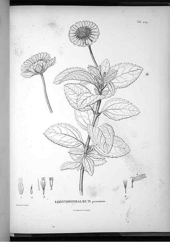 Reproducción/Reproduction 49556518161: Nova genera et species plantarum :. Antverpiae :Ex officina Christophori Plantini ...,1576.. 