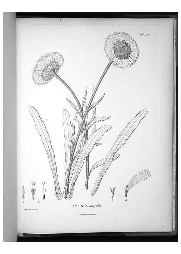 Reproducción/Reproduction 49556022833: Nova genera et species plantarum :. Antverpiae :Ex officina Christophori Plantini ...,1576.. 
