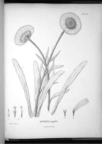 Reproducción/Reproduction 49556022833: Nova genera et species plantarum :. Antverpiae :Ex officina Christophori Plantini ...,1576.. 