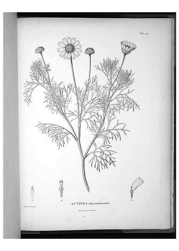 Reproducción/Reproduction 49556755502: Nova genera et species plantarum :. Antverpiae :Ex officina Christophori Plantini ...,1576.. 