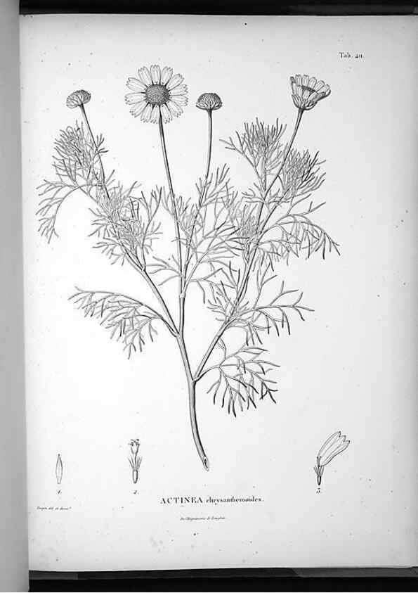 Reproducción/Reproduction 49556755502: Nova genera et species plantarum :. Antverpiae :Ex officina Christophori Plantini ...,1576.. 