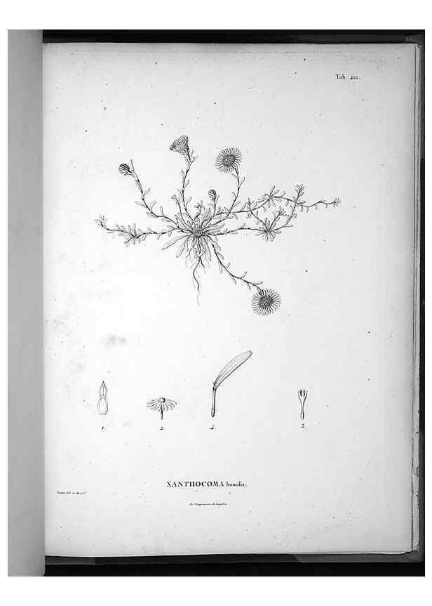 Reproducción/Reproduction 49556518886: Nova genera et species plantarum :. Antverpiae :Ex officina Christophori Plantini ...,1576.. 