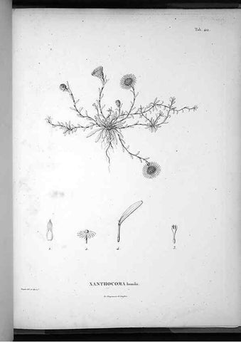 Reproducción/Reproduction 49556518886: Nova genera et species plantarum :. Antverpiae :Ex officina Christophori Plantini ...,1576.. 