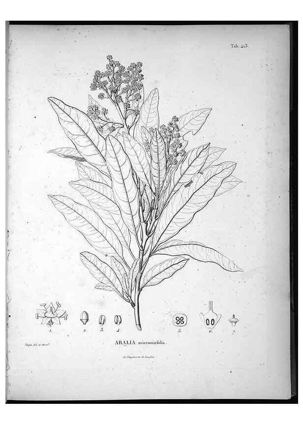 Reproducción/Reproduction 49556573501: Nova genera et species plantarum :. Antverpiae :Ex officina Christophori Plantini ...,1576.. 