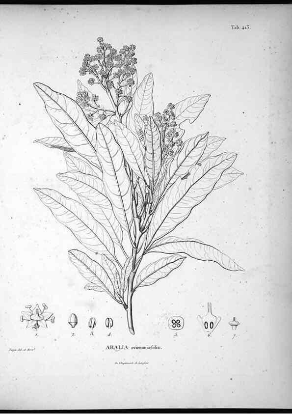 Reproducción/Reproduction 49556573501: Nova genera et species plantarum :. Antverpiae :Ex officina Christophori Plantini ...,1576.. 