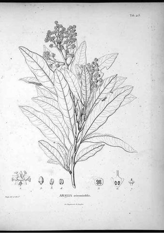 Reproducción/Reproduction 49556573501: Nova genera et species plantarum :. Antverpiae :Ex officina Christophori Plantini ...,1576.. 