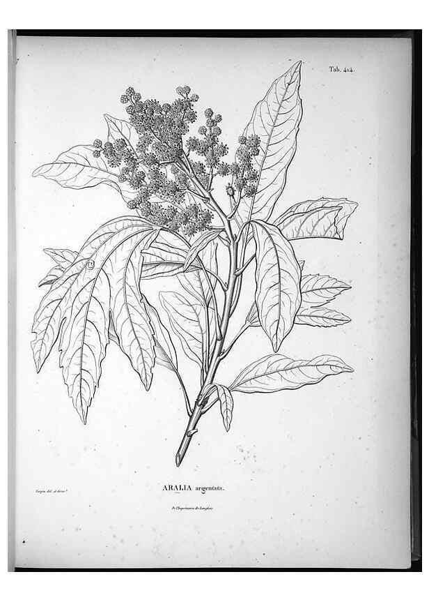 Reproducción/Reproduction 49556077378: Nova genera et species plantarum :. Antverpiae :Ex officina Christophori Plantini ...,1576.. 