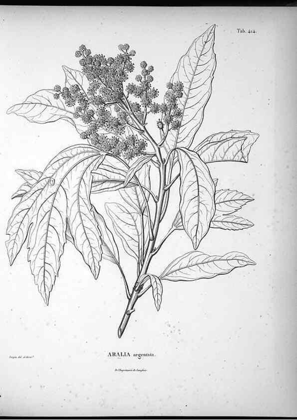 Reproducción/Reproduction 49556077378: Nova genera et species plantarum :. Antverpiae :Ex officina Christophori Plantini ...,1576.. 