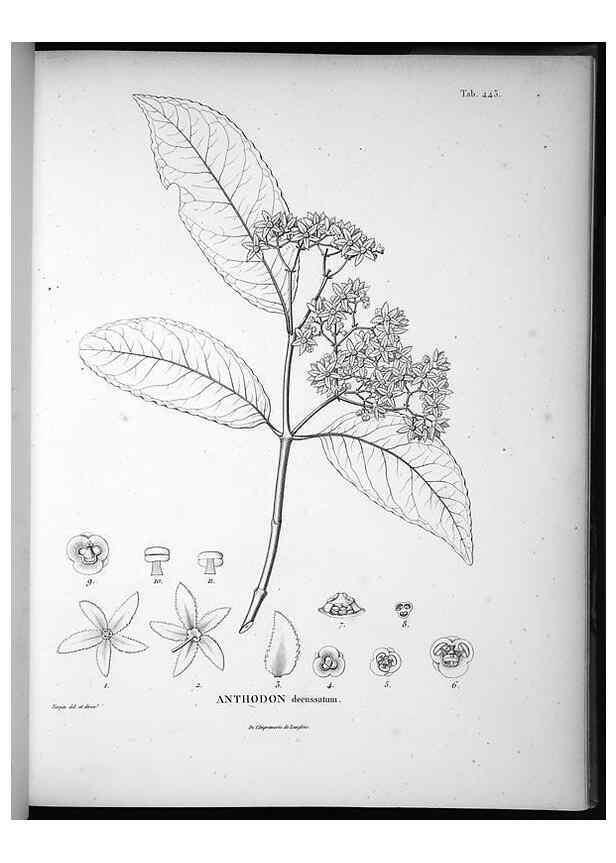 Reproducción/Reproduction 49556817302: Nova genera et species plantarum :. Antverpiae :Ex officina Christophori Plantini ...,1576.. 