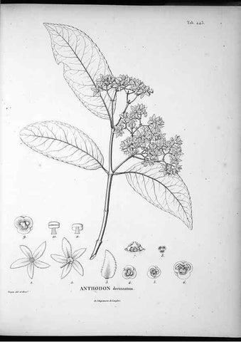 Reproducción/Reproduction 49556817302: Nova genera et species plantarum :. Antverpiae :Ex officina Christophori Plantini ...,1576.. 
