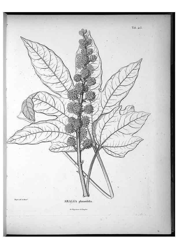 Reproducción/Reproduction 49556811317: Nova genera et species plantarum :. Antverpiae :Ex officina Christophori Plantini ...,1576.. 
