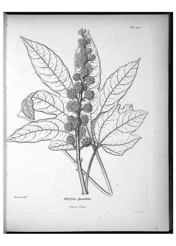 Reproducción/Reproduction 49556811317: Nova genera et species plantarum :. Antverpiae :Ex officina Christophori Plantini ...,1576.. 