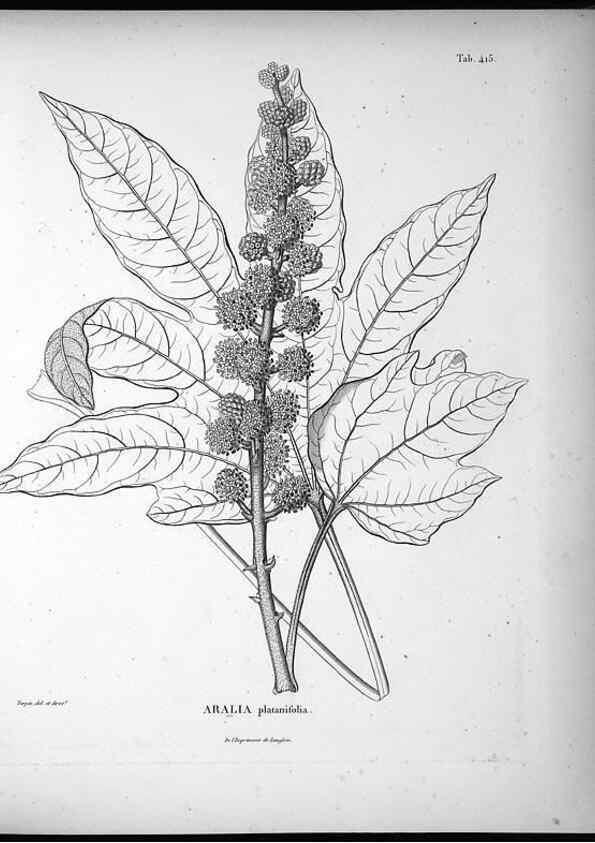 Reproducción/Reproduction 49556811317: Nova genera et species plantarum :. Antverpiae :Ex officina Christophori Plantini ...,1576.. 
