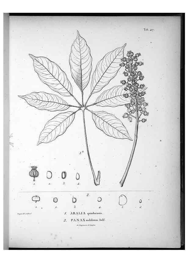 Reproducción/Reproduction 49556811762: Nova genera et species plantarum :. Antverpiae :Ex officina Christophori Plantini ...,1576.. 