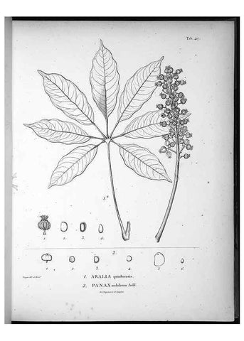 Reproducción/Reproduction 49556811762: Nova genera et species plantarum :. Antverpiae :Ex officina Christophori Plantini ...,1576.. 