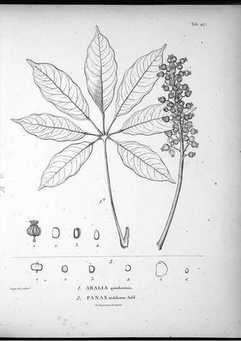 Reproducción/Reproduction 49556811762: Nova genera et species plantarum :. Antverpiae :Ex officina Christophori Plantini ...,1576.. 