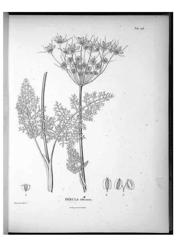 Reproducción/Reproduction 49556574641: Nova genera et species plantarum :. Antverpiae :Ex officina Christophori Plantini ...,1576.. 
