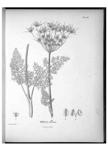 Reproducción/Reproduction 49556574641: Nova genera et species plantarum :. Antverpiae :Ex officina Christophori Plantini ...,1576.. 