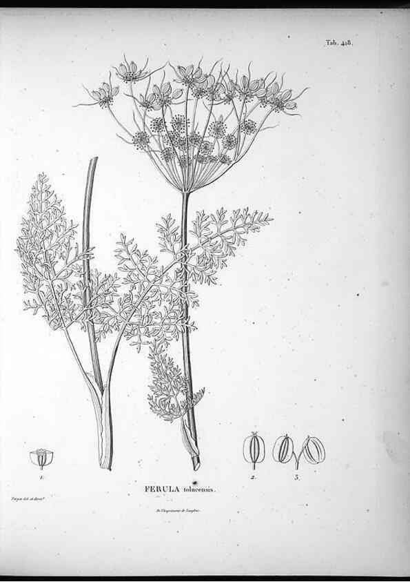 Reproducción/Reproduction 49556574641: Nova genera et species plantarum :. Antverpiae :Ex officina Christophori Plantini ...,1576.. 