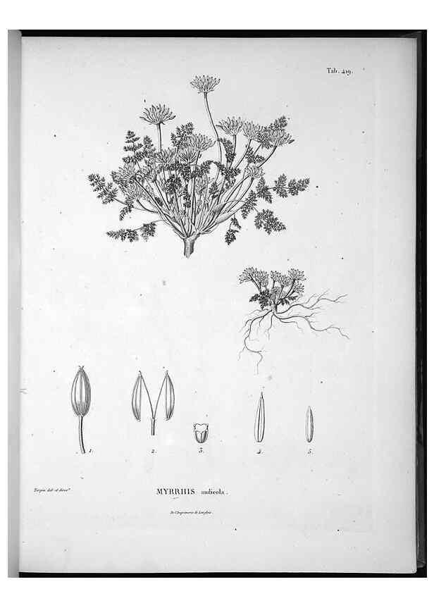 Reproducción/Reproduction 49556078428: Nova genera et species plantarum :. Antverpiae :Ex officina Christophori Plantini ...,1576.. 