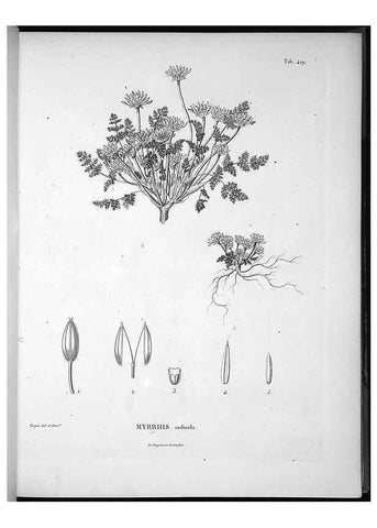 Reproducción/Reproduction 49556078428: Nova genera et species plantarum :. Antverpiae :Ex officina Christophori Plantini ...,1576.. 